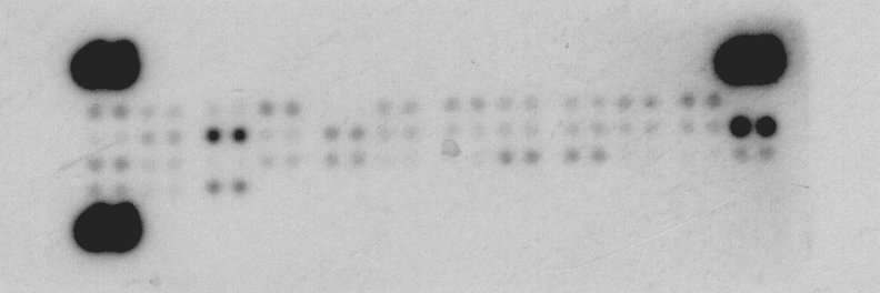 Proteome Profiler Mouse Phospho Rtk Array Kit Ary R D Systems